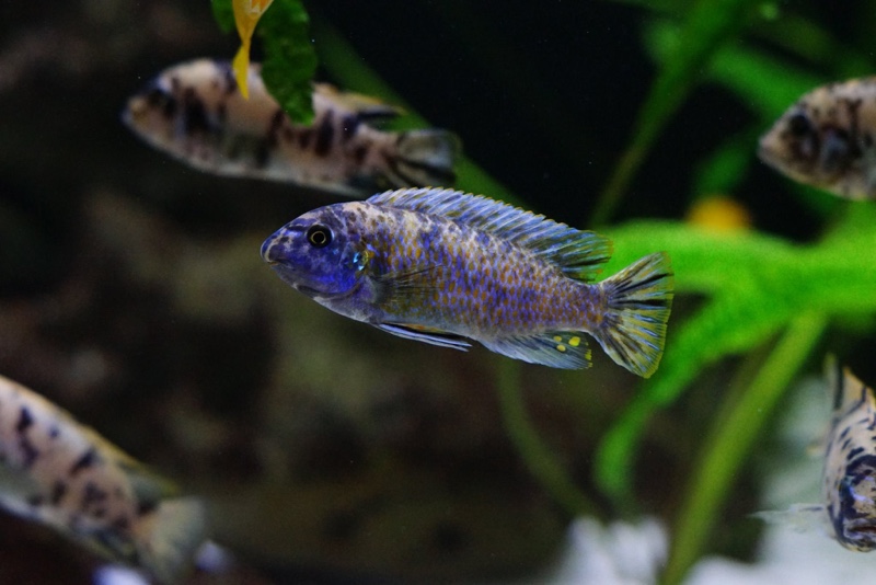 Labeotropheus fuelleborni 'Katale Island'